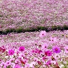Cosmos Flower Space Hall