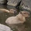 nagasaki bio park animal