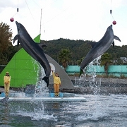 amakusa_dolphin_world_3_S.jpg